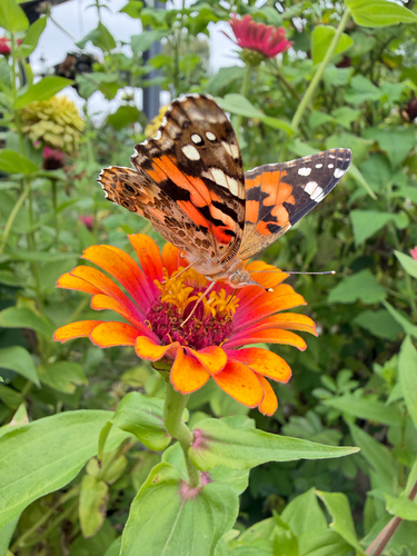 Painted Lady