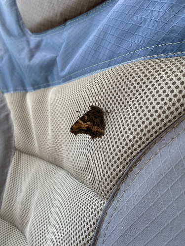 California Tortoiseshell