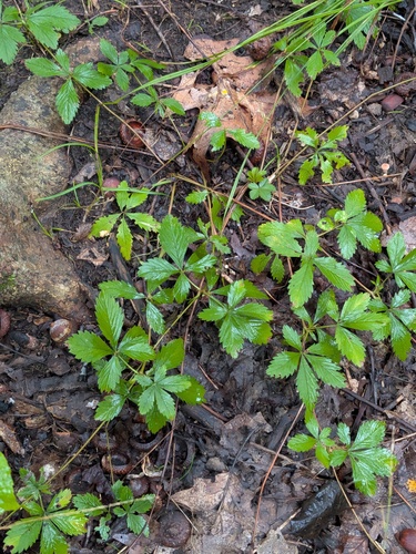 Potentilla simplex, photograph 1