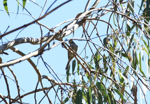 Yellow-faced Honeyeater