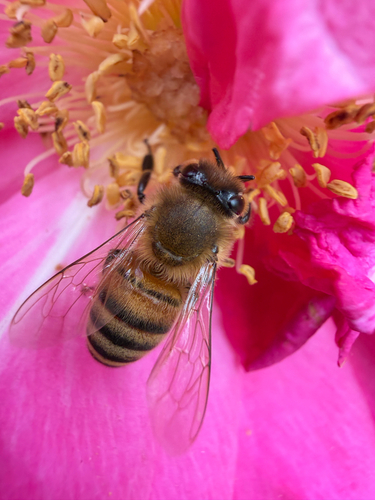 Western Honey Bee