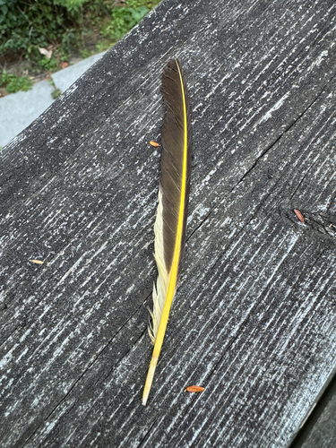 Northern Flicker