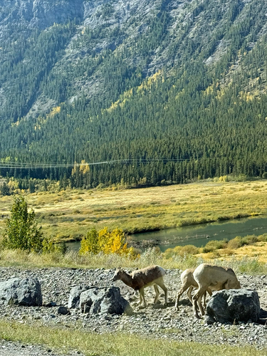Rocky Mountain Bighorn Sheep