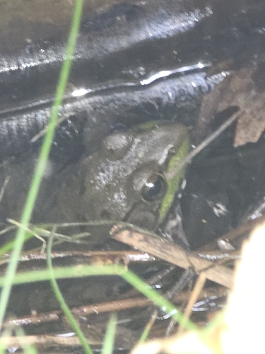 Green Frog