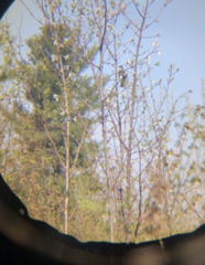 Dumetella carolinensis