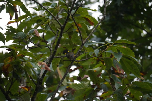 American Redstart
