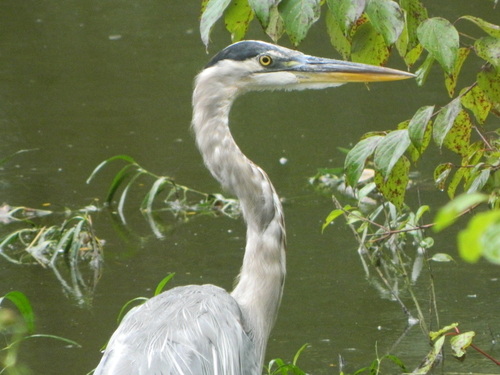 Great Blue Heron