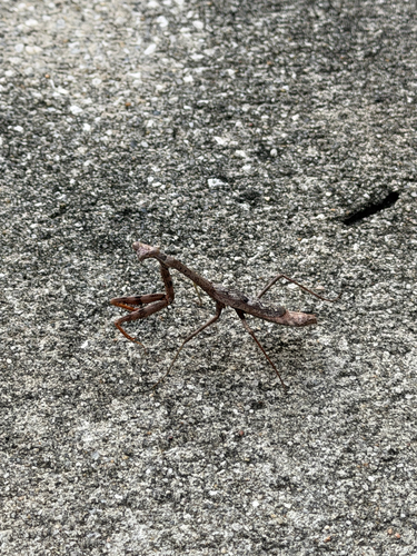 Carolina Mantis