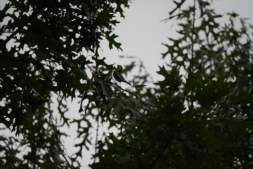 Black-throated Green Warbler