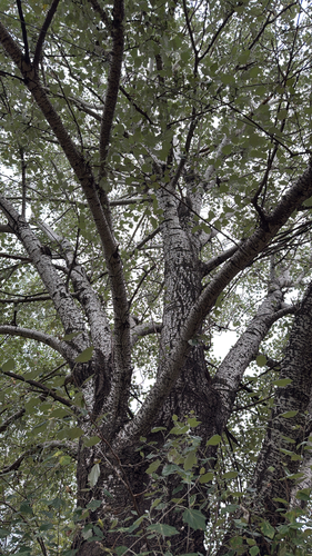 white poplar