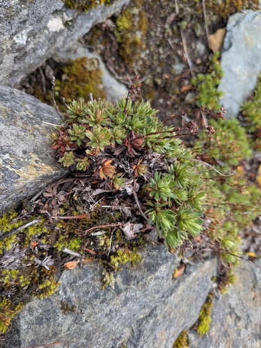 Prickly Saxifrage