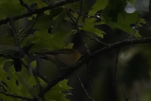 Tennessee Warbler
