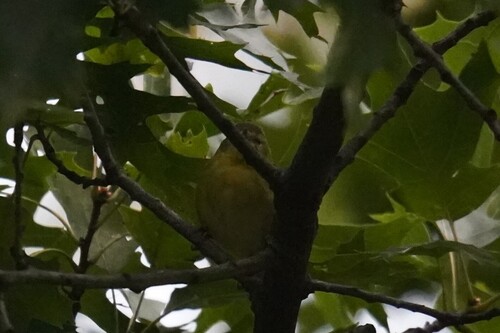 Tennessee Warbler