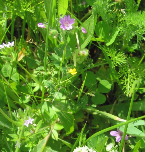 Geranium molle, photograph 3