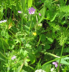 Geranium molle, photograph (c) zebedeugalinha, some rights reserved (CC BY)