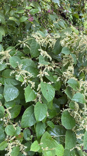 Japanese knotweed