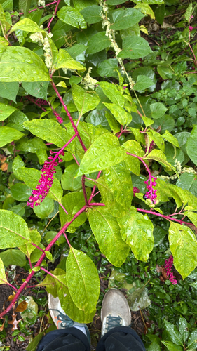 American pokeweed