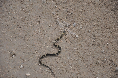 Plains Garter Snake