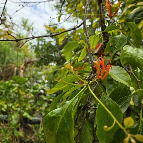 Dendrophthoe curvata observed 2026-09-21