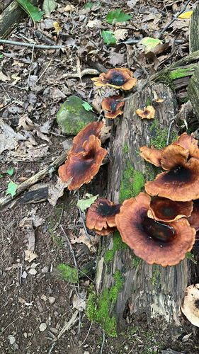 Bay Polypore