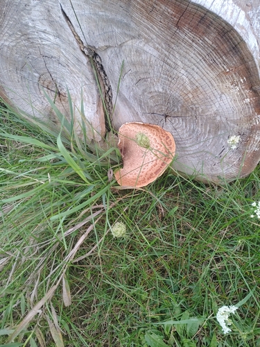 Dryad's Saddle
