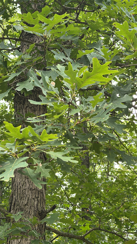 white oak