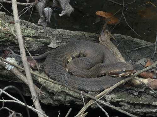 Northern Cottonmouth