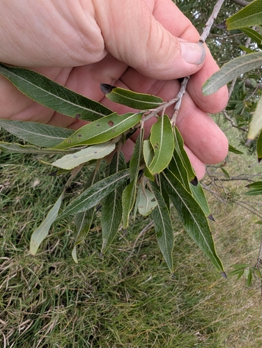Salix eriocephala, photograph 2