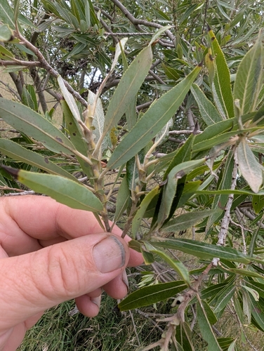 Salix eriocephala, photograph 3
