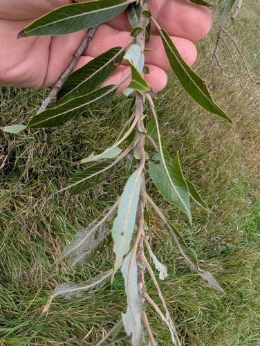 Salix eriocephala, photograph 4