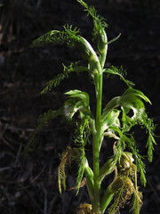 Bipinnula plumosa