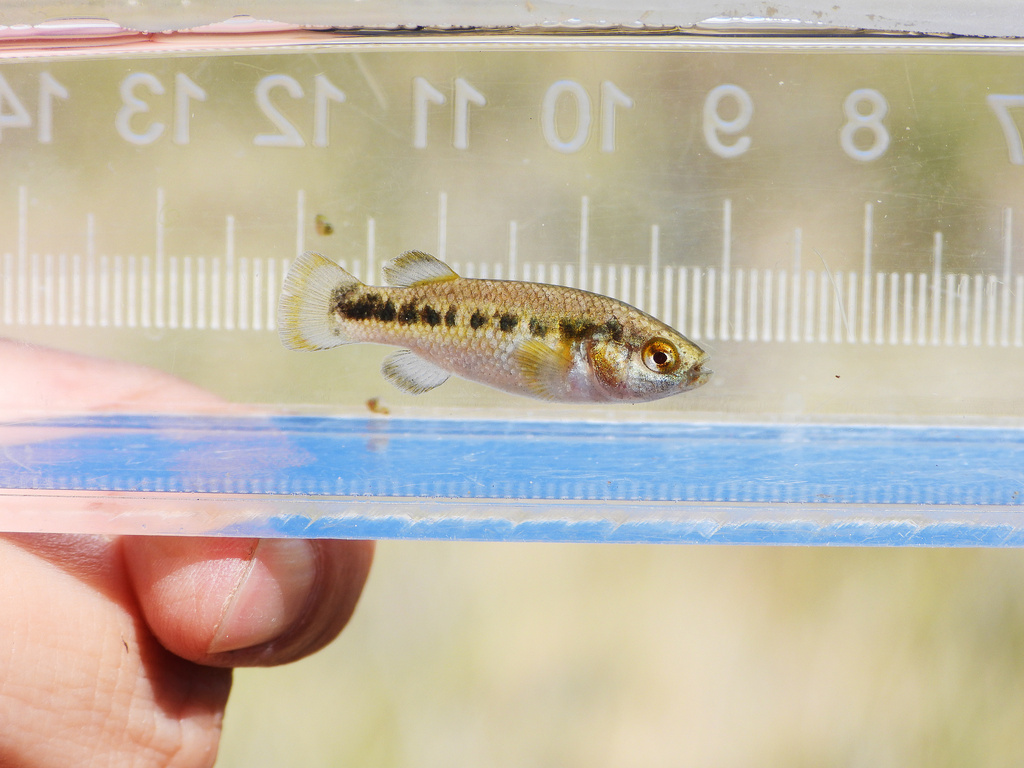 Railroad Valley Springfish