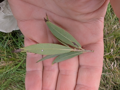 Salix eriocephala, photograph 5