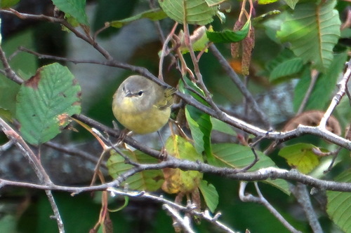 Orange-crowned Warbler