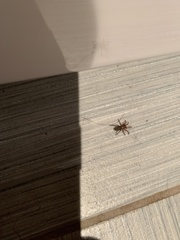 Araneae