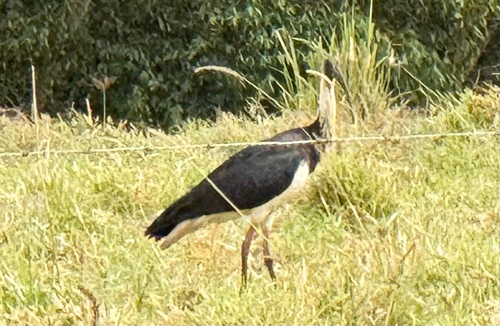 Straw-necked Ibis