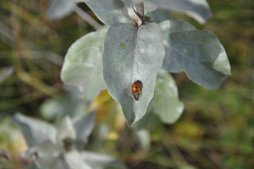 Seven-spotted Lady Beetle