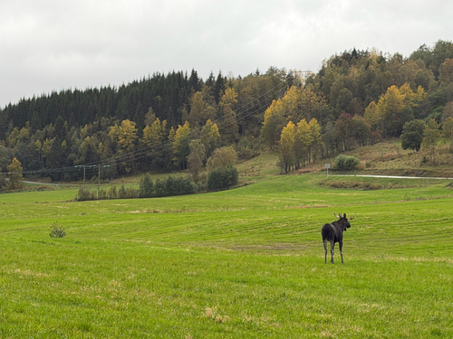 Moose