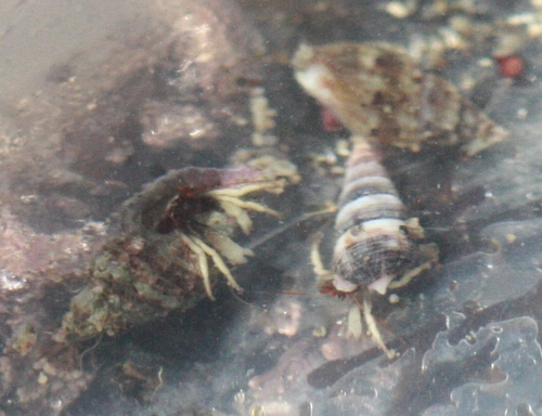 Gastropoda