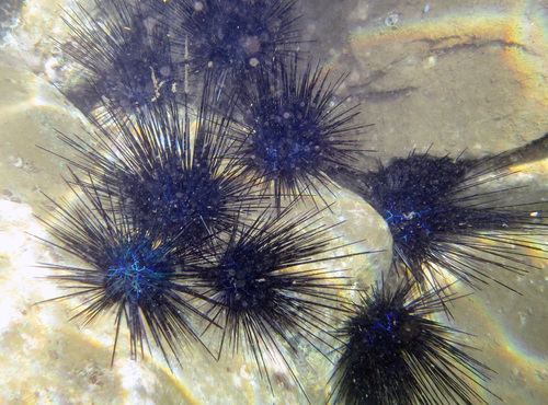 Diadema savignyi, 2026-09-20