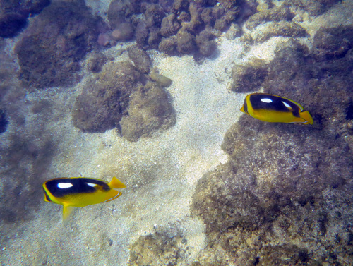 Chaetodon quadrimaculatus, 2026-09-20