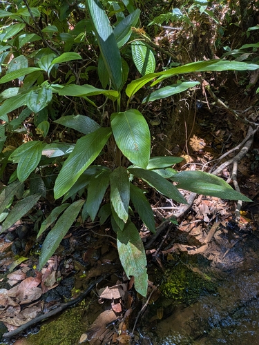 Goeppertia dilabens (Goeppertia dilabens)