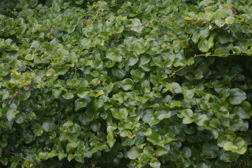 roundleaf greenbrier