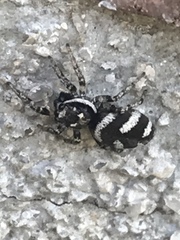 Salticus scenicus