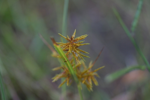 straw-colored flatsedge