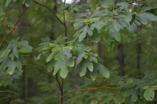sassafras