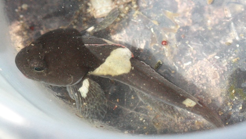Psychrolutidae