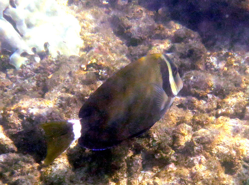 Acanthurus leucopareius observed 2026-09-20