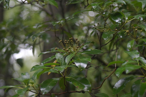 mountain laurel