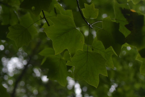 American tuliptree